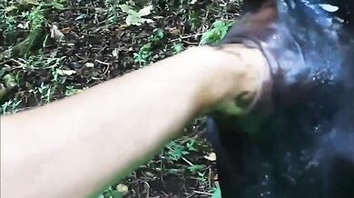 Cow Scat Piss 01