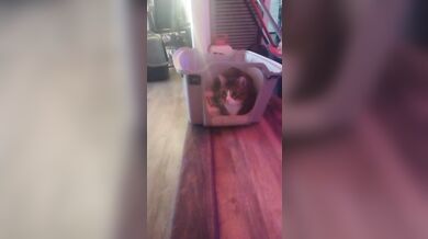 Cute cat makes his kitty litter his bed part 2