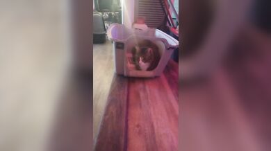 Cute cat makes his kitty litter his bed part 2