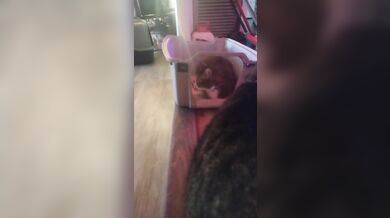 Cute cat makes his kitty litter his bed part 2