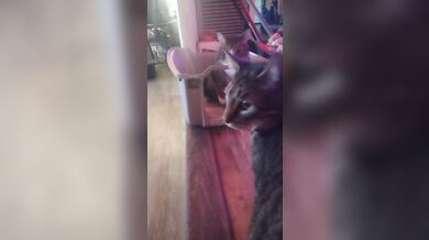 Cute cat makes his kitty litter his bed part 2