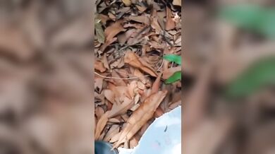 Beautiful?Virgin Nepali College Girl?Fucking With Her Boyfriend In Forest!??