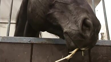 Geile Hengste Perverse Stute