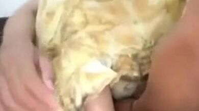 Cewek Cantik Memeknya Dipegang Tukang Sayur