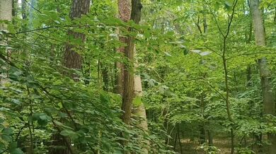 Relaxing forest view, filmed from a tree