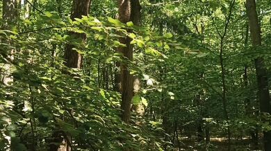 Relaxing forest view, filmed from a tree