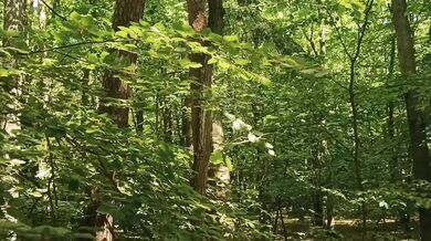 Relaxing forest view, filmed from a tree