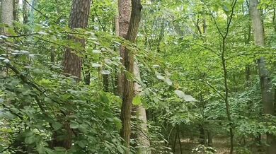 Relaxing forest view, filmed from a tree