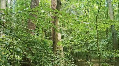 Relaxing forest view, filmed from a tree