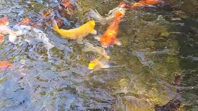 Pretty colorful koi fish in a huge pond