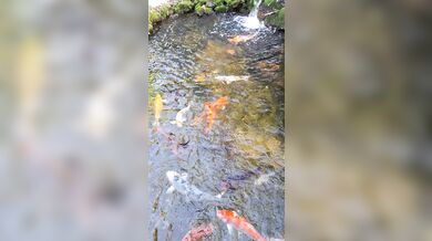 Pretty colorful koi fish in a huge pond