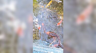 Pretty colorful koi fish in a huge pond