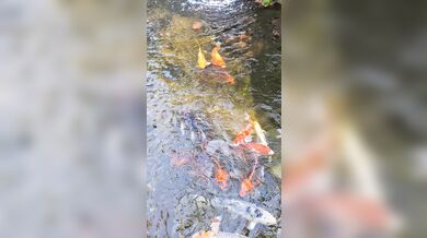 Pretty colorful koi fish in a huge pond