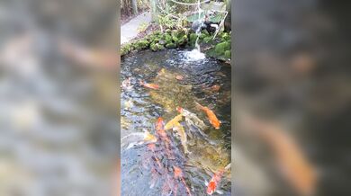 Pretty colorful koi fish in a huge pond