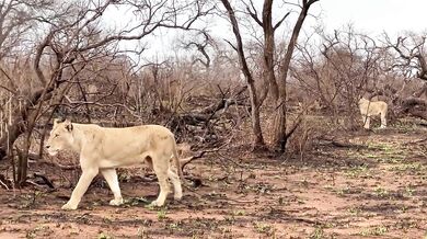 Sex Friends Africa (2024)