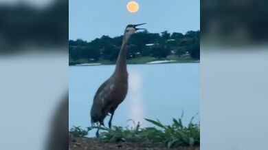 When nature calls !!!!!