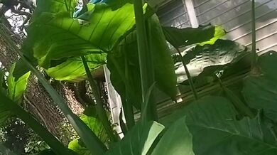 Have no clue as always looks promising tho/ lmao its mi armadilla family yo