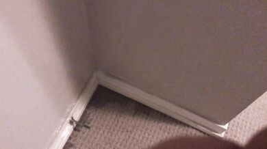Pissing all over my bedroom carpet and wall, leave a huge messy puddle