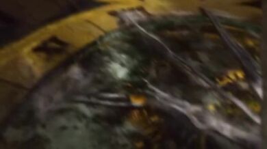 Caskey - Butterfly Energy