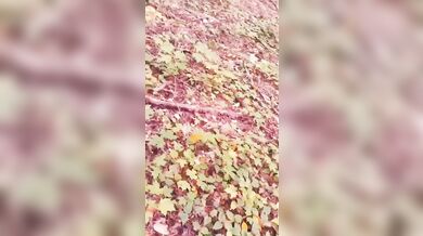 Pesadelo Religioso - Polvojack (Official Music Video)