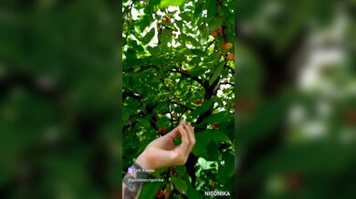 Ripe Cherry - First Day of Summer 2025