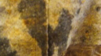 2019 Savannah "Bathroom Shot Of Cum" full session