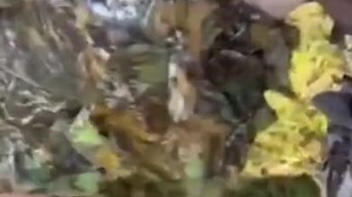 Hunt Cunt choking the Turkey's. Gobble Gobble