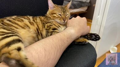 Incredibly beautiful with big tail 