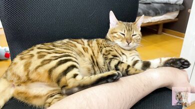 Incredibly beautiful with big tail 