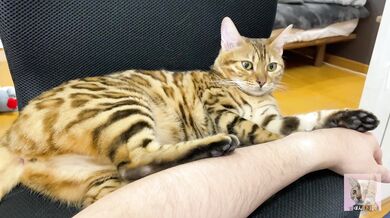 Incredibly beautiful with big tail 