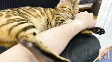 Incredibly beautiful with big tail 