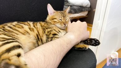 Incredibly beautiful with big tail 