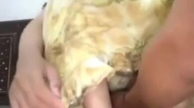 Cewek Cantik Dasteran Di-grepe² Memeknya Sama Pacar