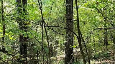 Bbw milf Public forest flashing small tits and fat pussy