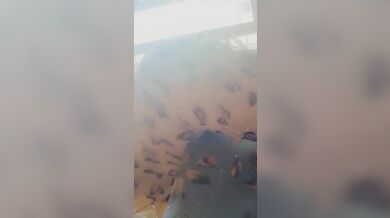 Hot Dress And Tittie Peep Show