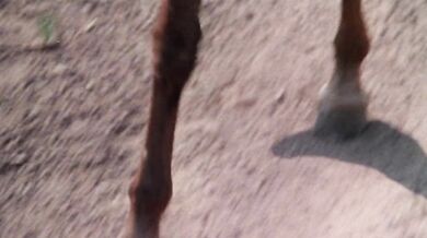 Black Deep Throat 1977