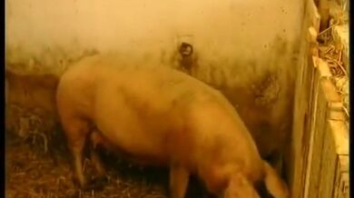 Short Hair Mature Slut Rides Big Hard Dick Outdoor (Dieter Von Stein)