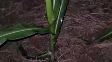 Pissing In The Corn 《4k》