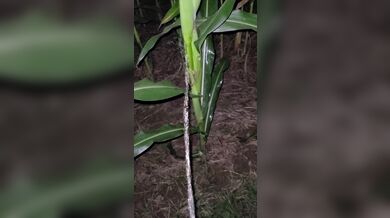Pissing In The Corn 《4k》