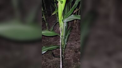 Pissing In The Corn 《4k》