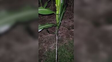 Pissing In The Corn 《4k》