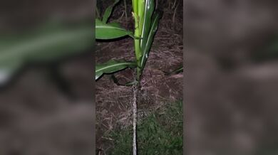 Pissing In The Corn 《4k》