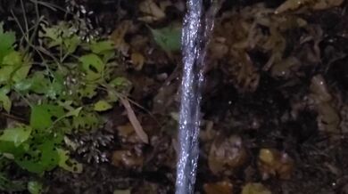 Pissing In The Leaves 《4K》