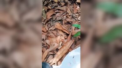 Ne Pali Pp Beautiful?Virgin Nepali College Girl?Fucking With Her Boyfriend In Forest!??