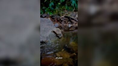 Nila Nambiar Compilation