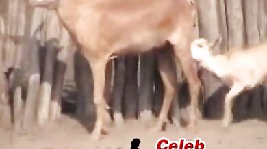 African Native Screw Japanese Girl