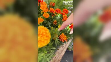 Melon Tits Blonde Cant Get Enough Of Sex