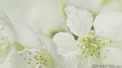 (Full scene) Sensuous and heated sexual encounter for brunette teen with beautiful tight body - by DaneJones