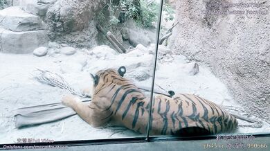 喵十四做你的一日女友和你去动物园后奖励内射到她的小穴里，某些角度竟然有点像三上悠亚