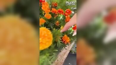 MRLUCKYLIFE - Taking Chloe Surreal And Her Melons To The Farmers Market (Juicy Fruit, Juicy fruit)